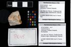 Foto (Objekt + Etikett) von Culmenformosa sp.  (NHMW-GEO-2014-0194-0645)